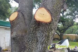 cut-smoothly-5-diy-tree-trimming-tips-for-singapores-tropical-climate-tree-trimming-greenage-landscaping-services-singapore