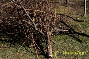 dead-limbs-5-signs-your-trees-need-tree-trimming-greenage-landscaping-services-singapore