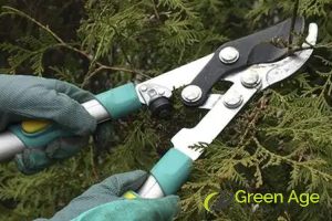 The Best Techniques for Correct and Safe DIY Tree Trimming in Singapore 3 determine-the-cutting-spot-the-best-techniques-for-correct-and-safe-diy-tree-trimming-in-singapore-tree-trimming-greenage-landscaping-services