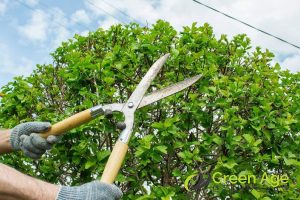 enhances-the-aesthetic-7-reasons-to-engage-a-skilled-professional-for-tree-pruning-in-singapore-tree-pruning-services-in-singapore-tree-pruning-greenage-landscaping-services-singapore