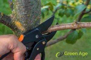 Importance Of Tree Health Assessment Before Engaging Professional Tree Pruning Services in Singapore 3 ensures-personal-safety-importance-of-tree-health-assessment-before-engaging-professional-tree-pruning-services-in-singapore-tree-pruning-greenage-landscaping-services-singapore