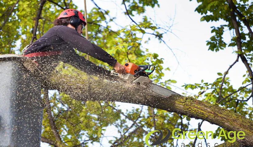 featured-6-essential-tips-on-choosing-a-reliable-tree-trimming-services-tree-trimming-greenage-landscaping-services-singapore