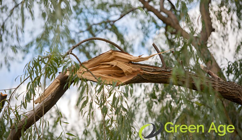 featured-image-damaged-tree-5-signs-your-trees-need-tree-trimming-greenage-landscaping-services-singapore
