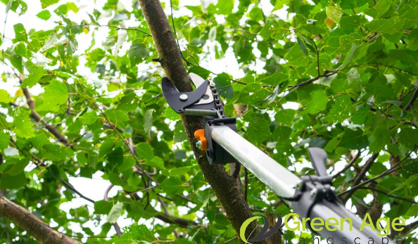 featured-image-trimming-a-tree-9-benefits-of-tree-trimming-gree-greenage-landscaping-services-singapore