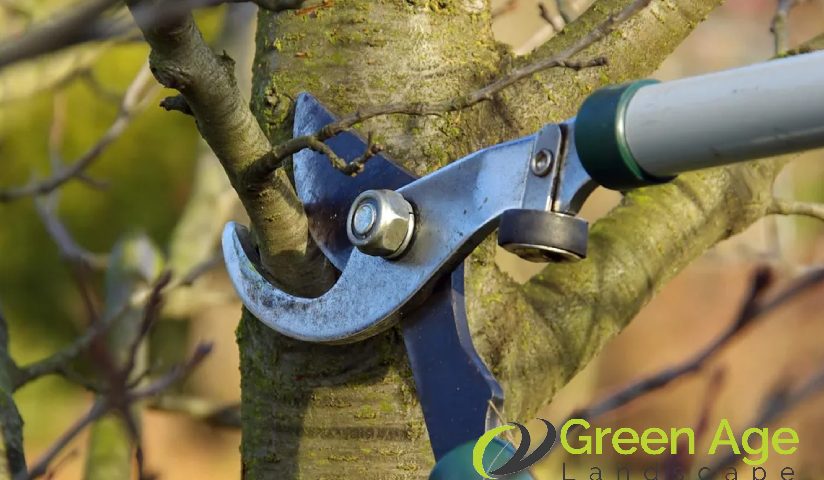 featured-tree-pruning-5-key-tips-for-successful-diy-tree-pruning-in-singapore-tree-pruning-greenage-landscaping-services