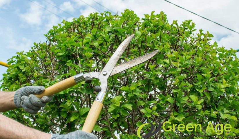 featured-tree-pruning-7-reasons-to-engage-a-skilled-professional-for-tree-pruning-in-singapore-tree-pruning-services-in-singapore-tree-pruning-greenage-landscaping-services-singapore