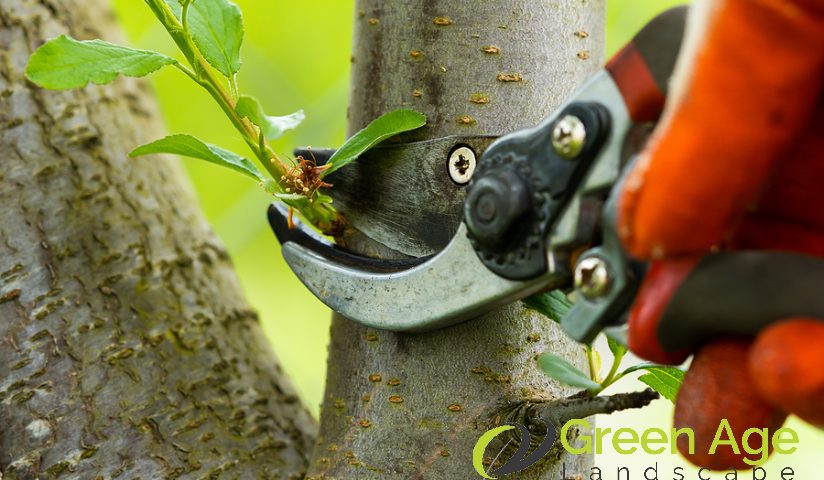 featured-tree-pruning-importance-of-tree-health-assessment-before-engaging-professional-tree-pruning-services-in-singapore-tree-pruning-greenage-landscaping-services-singapore