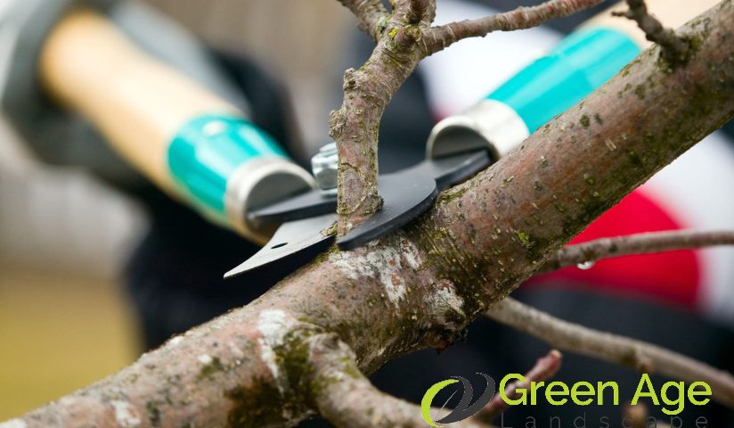 featured-tree-trimming-the-best-techniques-for-correct-and-safe-diy-tree-trimming-in-singapore-tree-trimming-greenage-landscaping-services