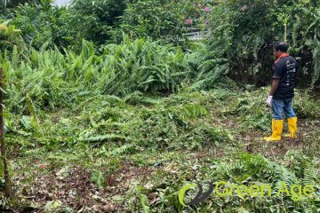 garden-maintenance-services-greenage-landscaping-services-singapore-landed-newton-1