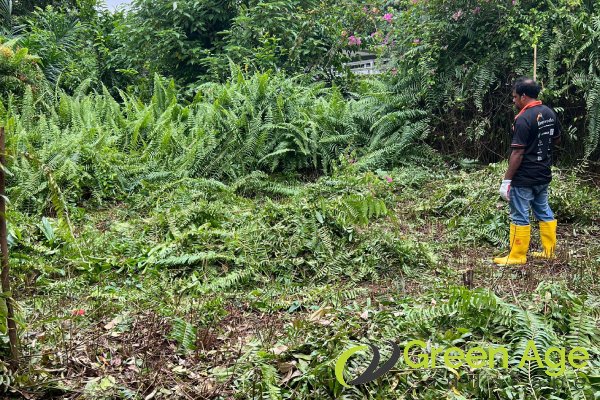 garden-maintenance-services-greenage-landscaping-services-singapore-landed-newton-1