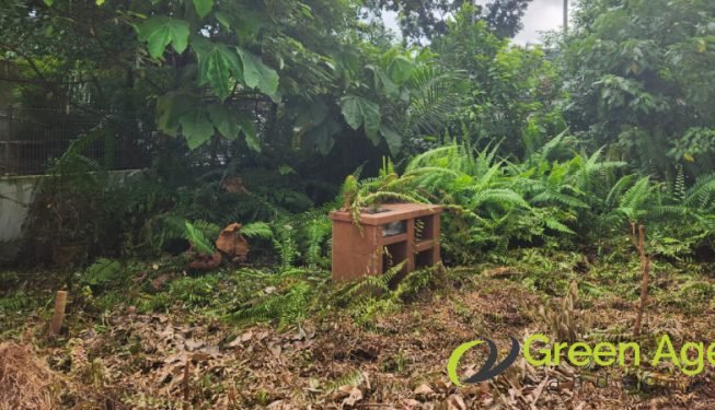 garden-maintenance-services-greenage-landscaping-services-singapore-landed-newton-11