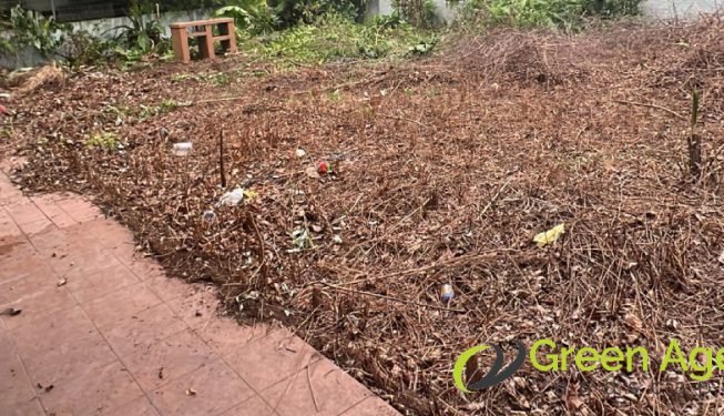 garden-maintenance-services-greenage-landscaping-services-singapore-landed-newton-16