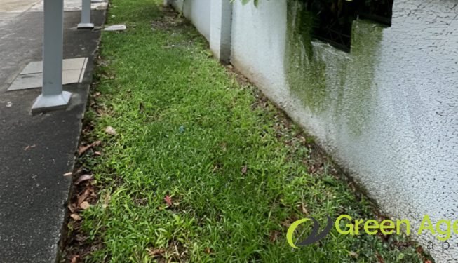 garden-maintenance-services-greenage-landscaping-services-singapore-landed-newton-2