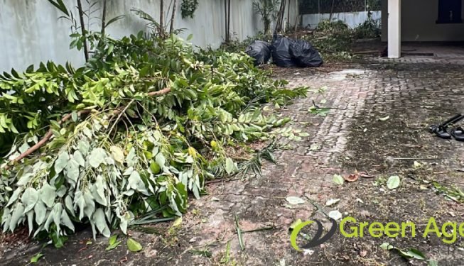 garden-maintenance-services-greenage-landscaping-services-singapore-landed-newton-3