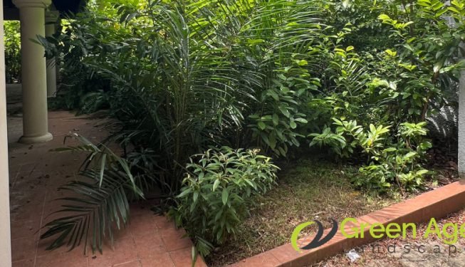 garden-maintenance-services-greenage-landscaping-services-singapore-landed-newton-4