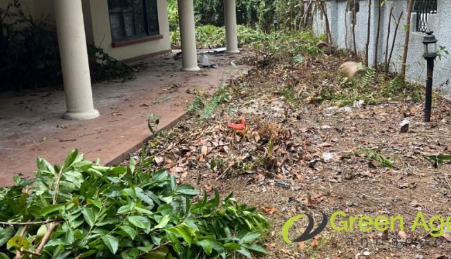 garden-maintenance-services-greenage-landscaping-services-singapore-landed-newton-6