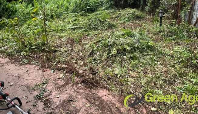 garden-maintenance-services-greenage-landscaping-services-singapore-landed-newton-7
