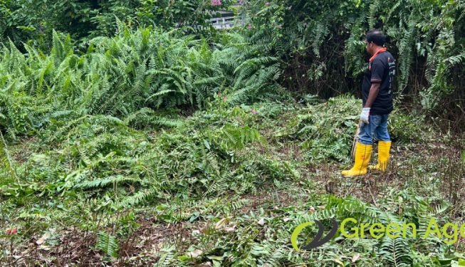 garden-maintenance-services-greenage-landscaping-services-singapore-landed-newton-8