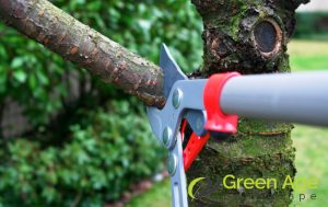 identify-branches-5-diy-tree-trimming-tips-for-singapores-tropical-climate-tree-trimming-greenage-landscaping-services-singapore