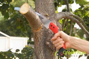 5 Common DIY Tree Trimming Mistakes to Avoid in Singapore 2 improper-cut-5-diy-tree-trimming-tips-for-singapores-tropical-climate-tree-trimming-greenage-landscaping-services-singapore