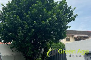 9 Benefits of Tree Trimming in Singapore 2 improves-tree-health-9-benefits-of-tree-trimming-gree-greenage-landscaping-services-singapore