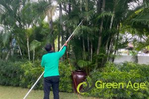 How Much Does It Cost to Trim a Tree in Singapore 3 labor-requirements-how-much-does-it-cost-to-trim-a-tree-trimming-greenage-landscaping-services-singapore