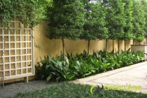 Importance Of Tree Health Assessment Before Engaging Professional Tree Pruning Services in Singapore 5 longer-tree-lifespan-importance-of-tree-health-assessment-before-engaging-professional-tree-pruning-services-in-singapore-tree-pruning-greenage-landscaping-services-singapore
