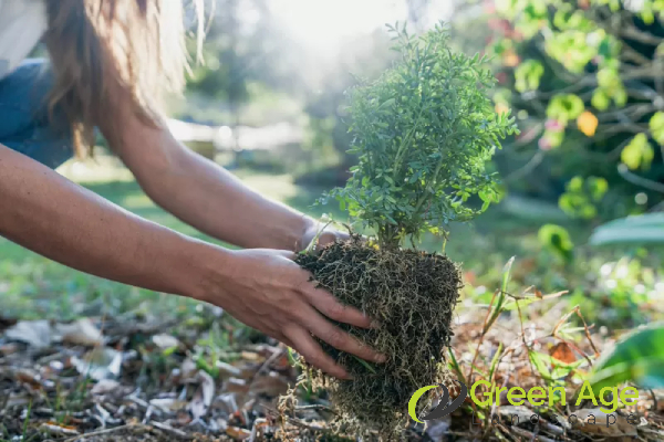 moving-plants-greenage-lanscaping-services-singapore-3