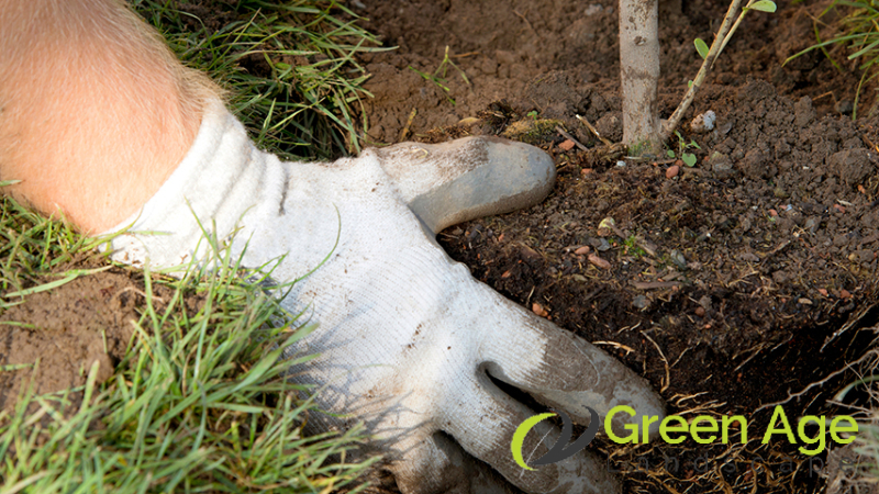 moving-plants-greenage-lanscaping-services-singapore-4
