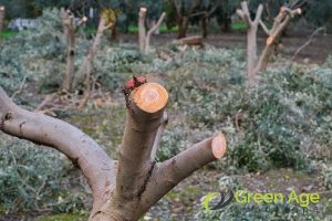 5 Common DIY Tree Trimming Mistakes to Avoid in Singapore 3 over-pruning-5-diy-tree-trimming-tips-for-singapores-tropical-climate-tree-trimming-greenage-landscaping-services-singapore