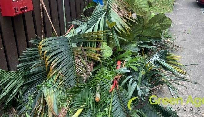 plant-removal-gardening-services-greenage-landscaping-services-singapore-landed-balestier-2