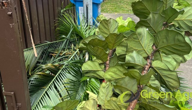 plant-removal-gardening-services-greenage-landscaping-services-singapore-landed-balestier-3