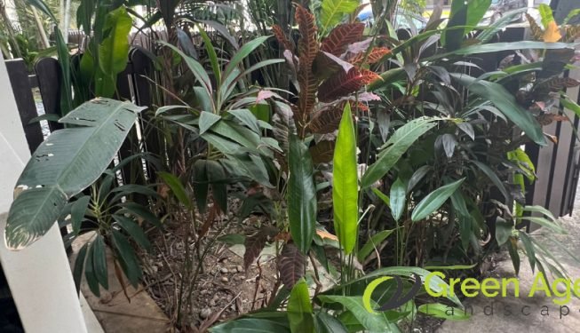 plant-removal-gardening-services-greenage-landscaping-services-singapore-landed-balestier-4