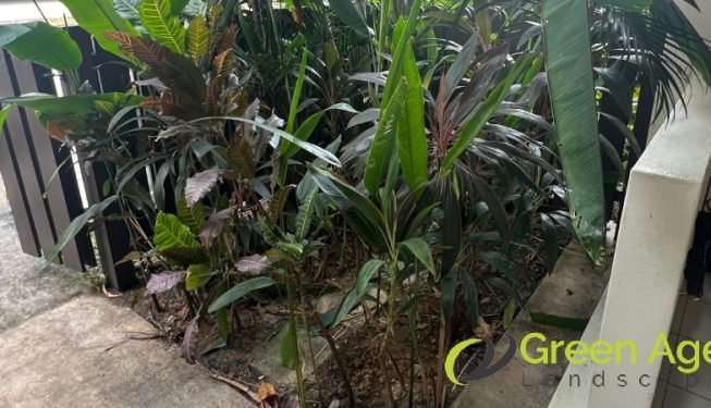 plant-removal-gardening-services-greenage-landscaping-services-singapore-landed-balestier-5
