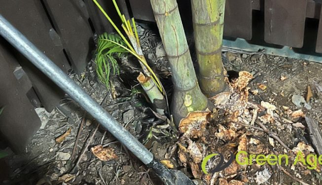 plant-removal-gardening-services-greenage-landscaping-services-singapore-landed-balestier-6