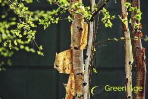 Importance Of Tree Health Assessment Before Engaging Professional Tree Pruning Services in Singapore 2 prevents-damage-importance-of-tree-health-assessment-before-engaging-professional-tree-pruning-services-in-singapore-tree-pruning-greenage-landscaping-services-singapore