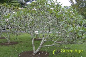 9 Benefits of Tree Trimming in Singapore 6 promotes-growth-9-benefits-of-tree-trimming-gree-greenage-landscaping-services-singapore
