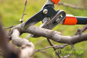 purpose-5-notable-differences-between-tree-pruning-and-tree-trimming-greenage-landscaping-services-singapore