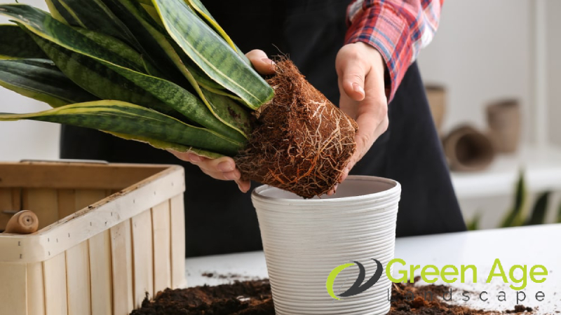 repot-plants-greenage-landscaping-services-wm
