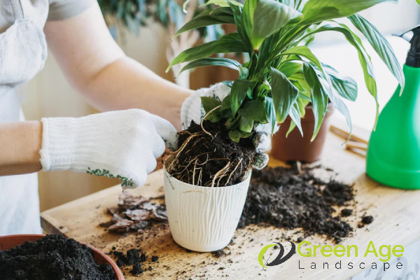 repot-plants-greenage-landscaping-services
