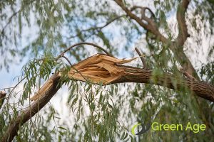 storm-damage-5-signs-your-trees-need-tree-trimming-greenage-landscaping-services-singapore