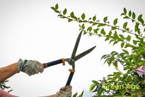 The Best Techniques for Correct and Safe DIY Tree Trimming in Singapore 4 trim-thin-branches-the-best-techniques-for-correct-and-safe-diy-tree-trimming-in-singapore-tree-trimming-greenage-landscaping-services