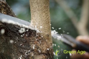 5 Common DIY Tree Trimming Mistakes to Avoid in Singapore 4 trimming-branches-5-diy-tree-trimming-tips-for-singapores-tropical-climate-tree-trimming-greenage-landscaping-services-singapore