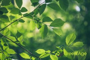 The Best Techniques for Correct and Safe DIY Tree Trimming in Singapore 2 understand-parts-of-the-tree-the-best-techniques-for-correct-and-safe-diy-tree-trimming-in-singapore-tree-trimming-greenage-landscaping-services