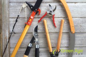 use-sharp-clean-tools-5-key-tips-for-successful-diy-tree-pruning-in-singapore-tree-pruning-greenage-landscaping-services
