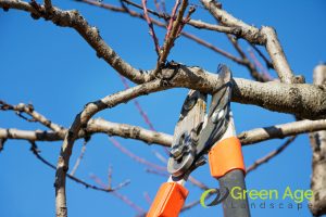 weak-branches-5-signs-your-trees-need-tree-trimming-greenage-landscaping-services-singapore