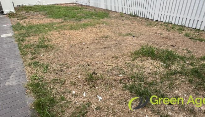 carpet-grass-installation-greenage-landscaping-services-singapore-landed-serangoon-2