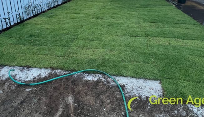 carpet-grass-installation-greenage-landscaping-services-singapore-landed-serangoon-5