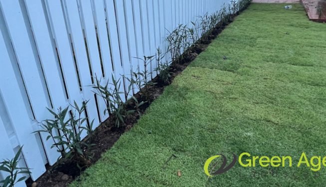 carpet-grass-installation-greenage-landscaping-services-singapore-landed-serangoon-6