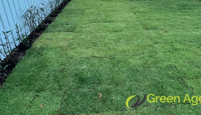 carpet-grass-installation-greenage-landscaping-services-singapore-landed-serangoon-7